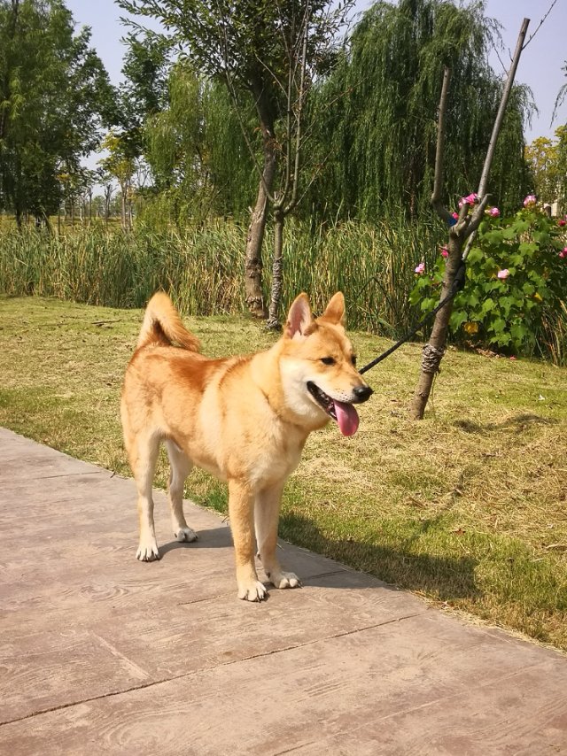 家有柴犬,体重30斤,颈围:42 胸围:60 背长:73,接受各种买家秀拍照!