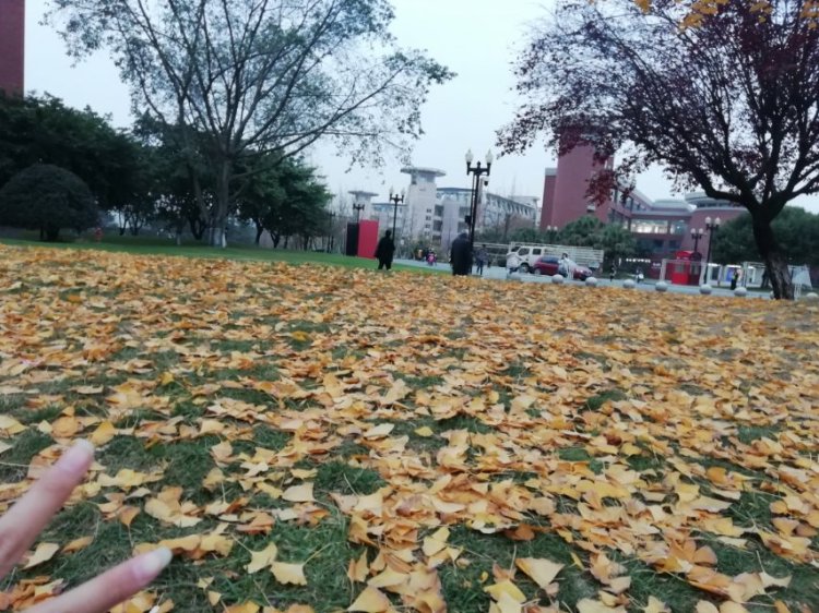 卿研-四川省·成都市·龙泉驿区--秋天的银杏，真的好美
