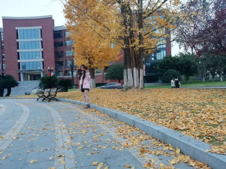 卿研-四川省·成都市·龙泉驿区--秋天的银杏，真的好美