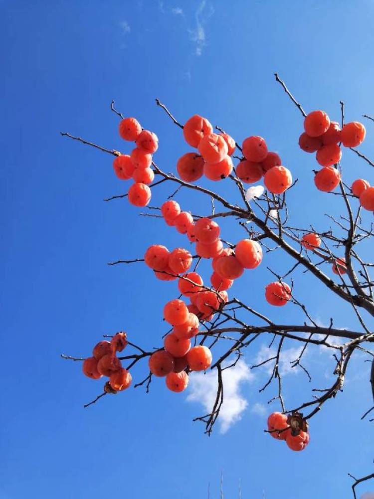 喵喵喵-山东省·青岛市·黄岛区--闲着没事喜欢拍一点
风景也好，小物件也好 都喜欢啦