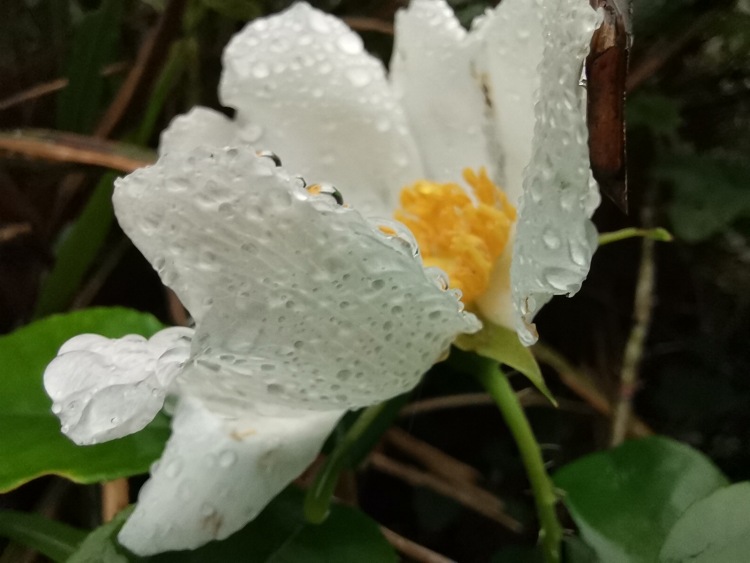 土豆YA-广西壮族自治区·南宁市·兴宁区-微博，微信，QQ-买家秀，网拍模特，会唱歌，会跳舞，会画画，会弹电子琴，运动健身