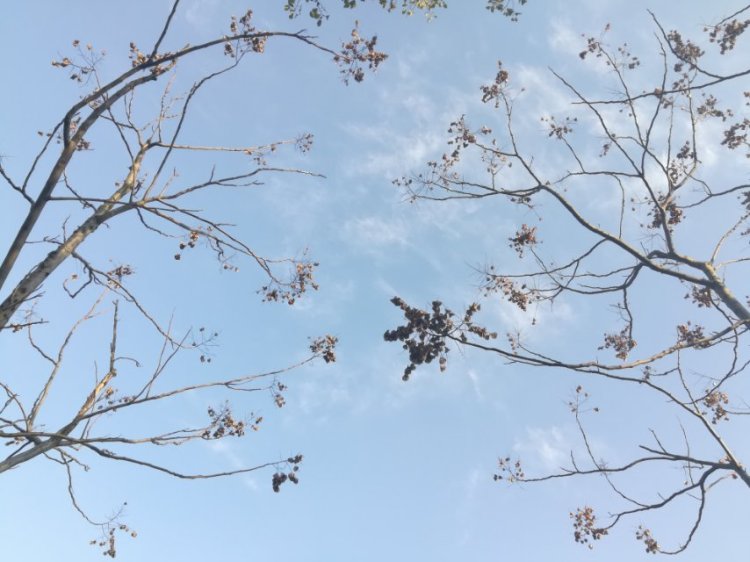 婷子*-湖北省·武汉市·武昌区--喜欢拍美景 也爱拍人物 武汉的梅花正傲~