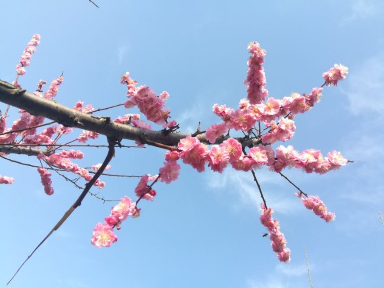 婷子*-湖北省·武汉市·武昌区--喜欢拍美景 也爱拍人物 武汉的梅花正傲~