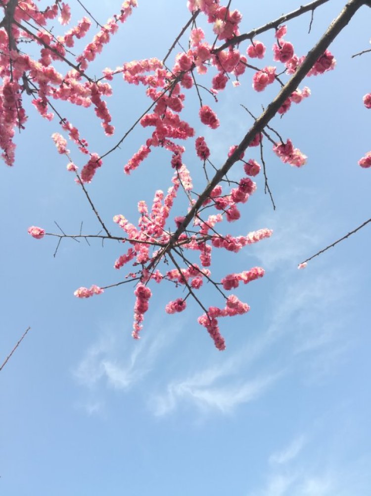 婷子*-湖北省·武汉市·武昌区--喜欢拍美景 也爱拍人物 武汉的梅花正傲~
