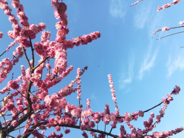 婷子*-湖北省·武汉市·武昌区--喜欢拍美景 也爱拍人物 武汉的梅花正傲~