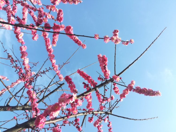 婷子*-湖北省·武汉市·武昌区--喜欢拍美景 也爱拍人物 武汉的梅花正傲~