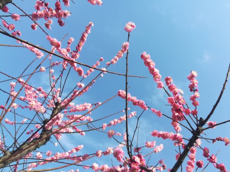 婷子*-湖北省·武汉市·武昌区--武汉的景 原图