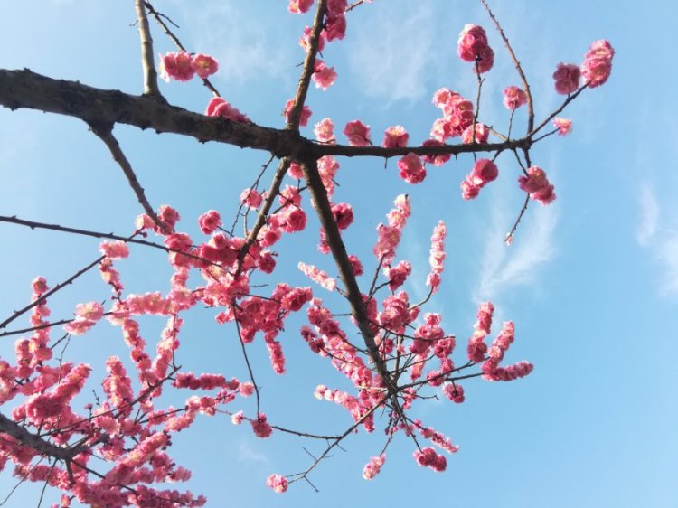 婷子*-湖北省·武汉市·武昌区--武汉的景  原图