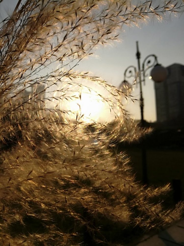 婷子*-湖北省·武汉市·武昌区--最爱的盲草  多来几张  感受下夕阳下的美好