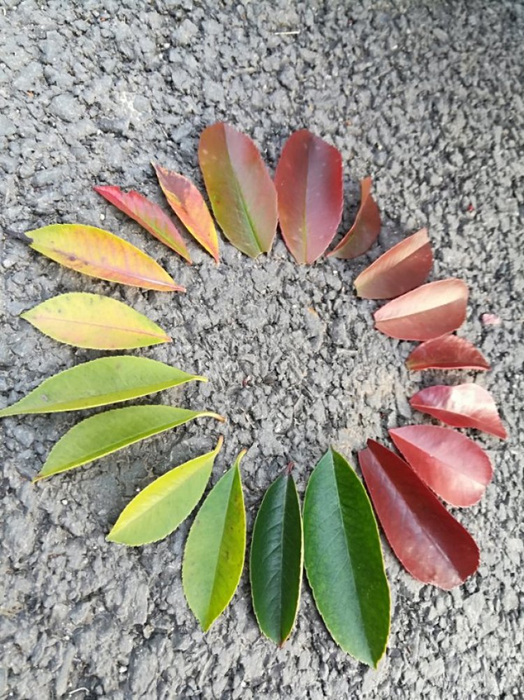 婷子*-湖北省·武汉市·武昌区--一花一世界 花花草草也是我的最爱