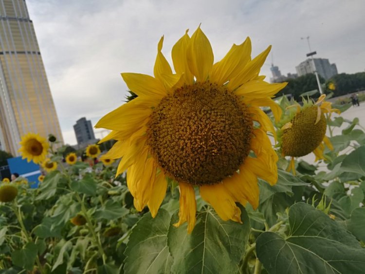 婷子*-湖北省·武汉市·武昌区--一花一世界  花花草草也是我的最爱