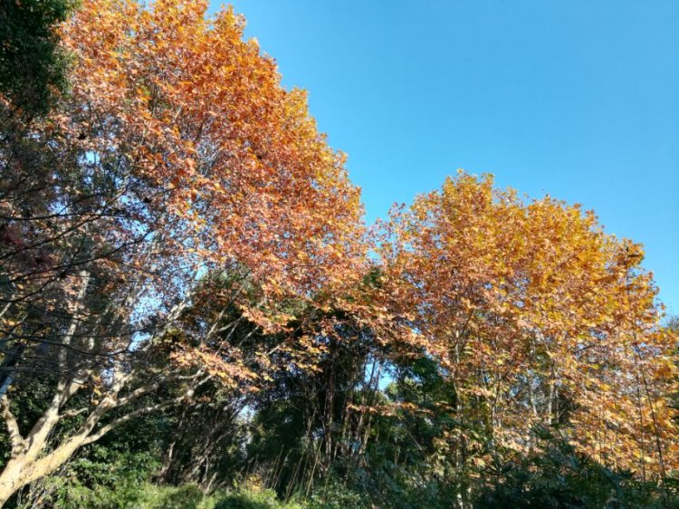 婷子*-湖北省·武汉市·武昌区--想念那些花儿