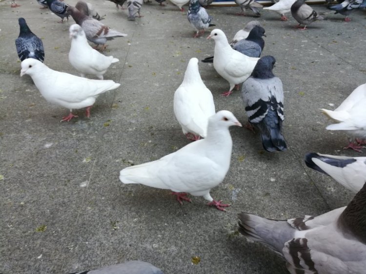 婷子*-湖北省·武汉市·武昌区--鸽子们  可曾记得  我这个过客？