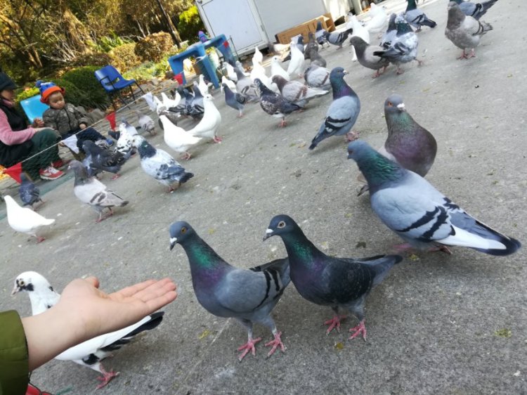 婷子*-湖北省·武汉市·武昌区--鸽子们  可曾记得  我这个过客？