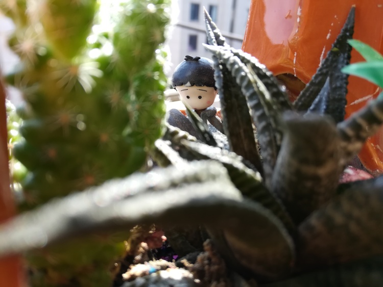 婷子*-湖北省·武汉市·武昌区--我的小景观们 不知现在何处
