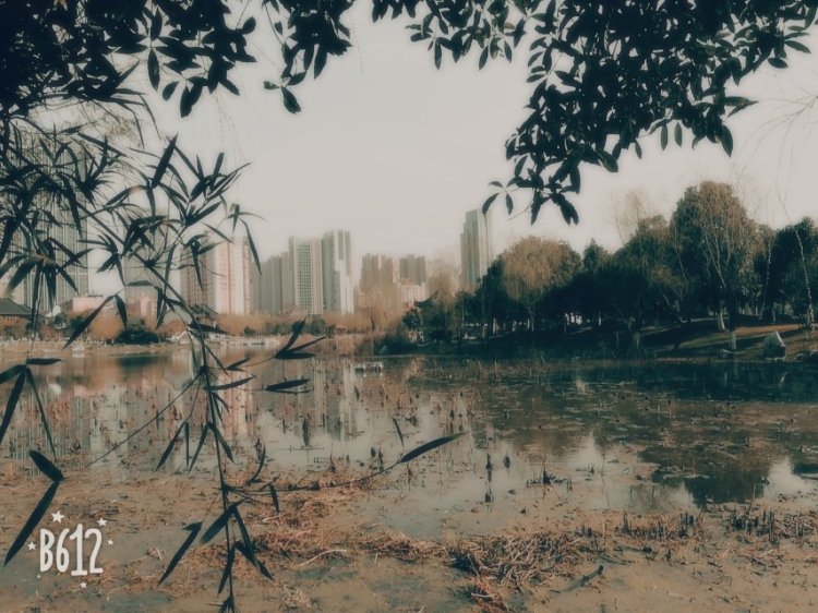 婷子*-湖北省·武汉市·武昌区--我的小景观们 不知现在何处