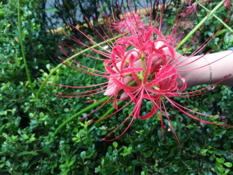 婷子*-湖北省·武汉市·武昌区--我只是你每天的过客呀 彼岸花儿