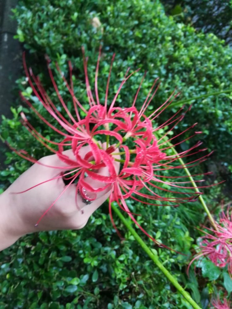 婷子*-湖北省·武汉市·武昌区--我只是你每天的过客呀 彼岸花儿