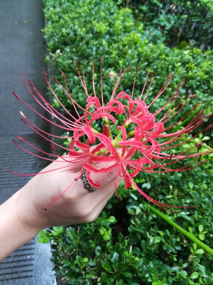 婷子*-湖北省·武汉市·武昌区--我只是你每天的过客呀 彼岸花儿