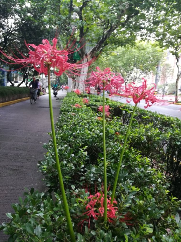 婷子*-湖北省·武汉市·武昌区--我只是你每天的过客呀 彼岸花儿