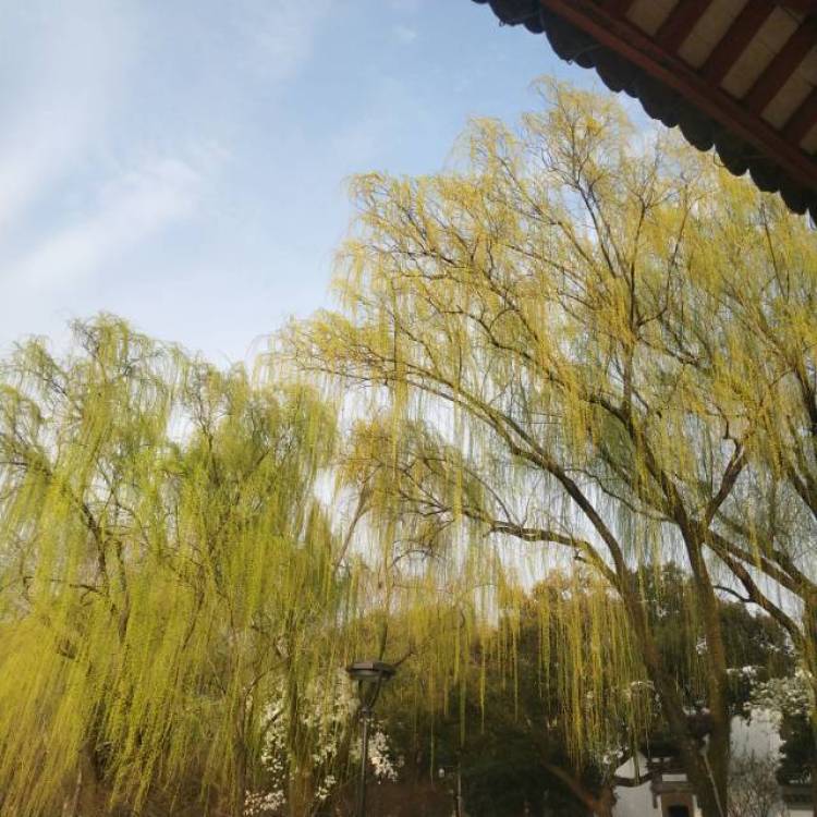 温温-浙江省·杭州市·余杭区--杭州的春天，阳光，微风和快乐！
那些是爱情吧哈哈