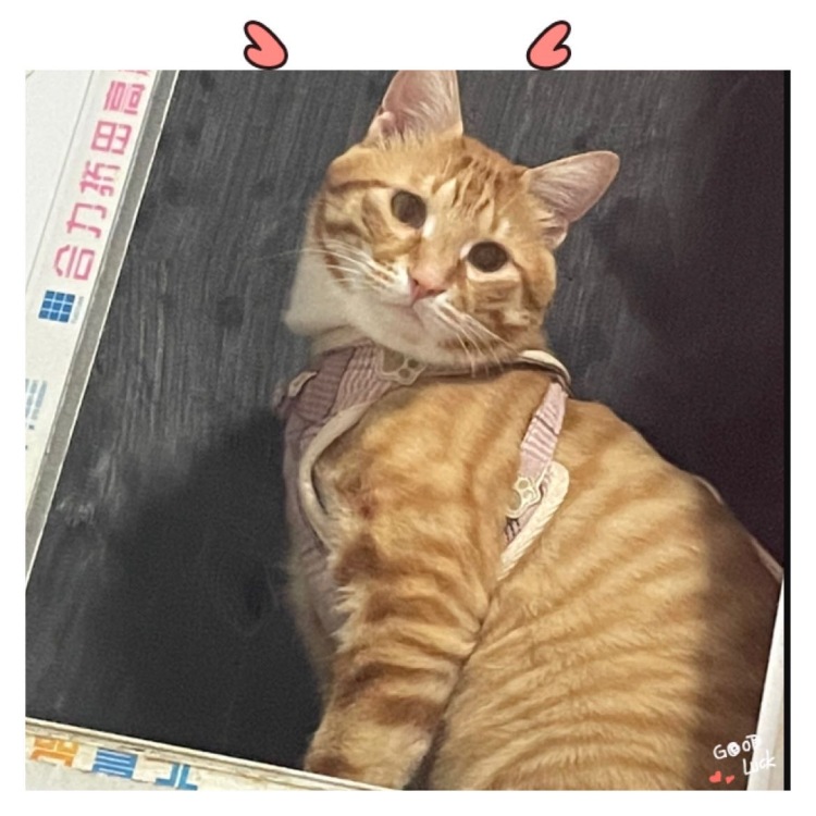 你的前女友-北京市·北京市·顺义区-无-接寄拍,美瞳,饰品,衣服都🉑️
身高168,体重120斤,微胖选手
家🈶️4只小猫咪,1只修勾勾,也可以接单哦