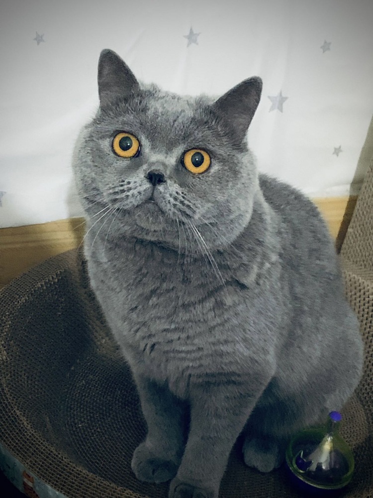 会-广东省·中山市·东凤镇-快手-huhu是一只准备四岁的英短蓝猫，可接拍宠物衣服，宠物类产品