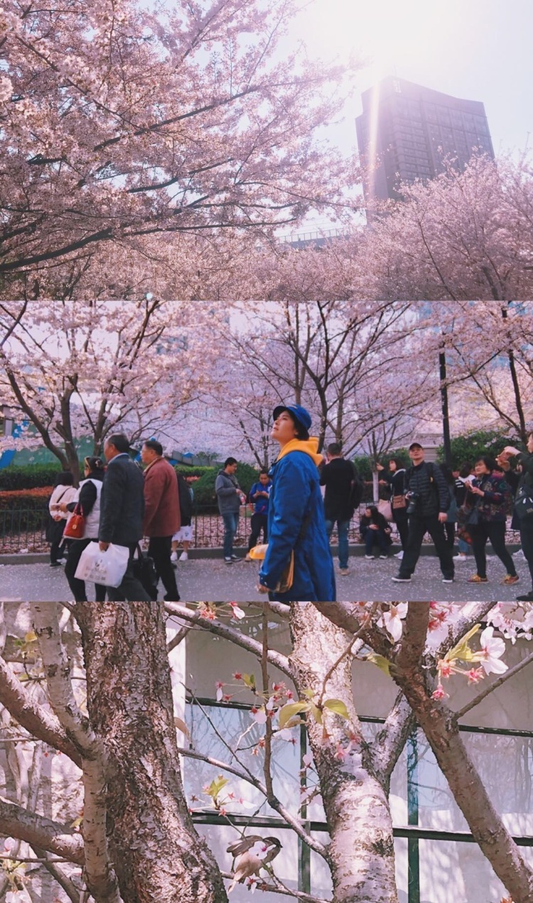 悟空?的尾巴-上海市·上海市·浦东新区--来一波樱花照吧先～