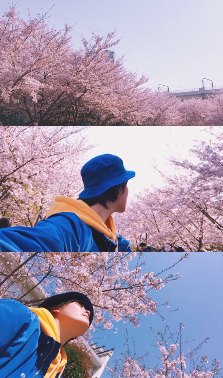 悟空?的尾巴-上海市·上海市·浦东新区--来一波樱花照吧先～