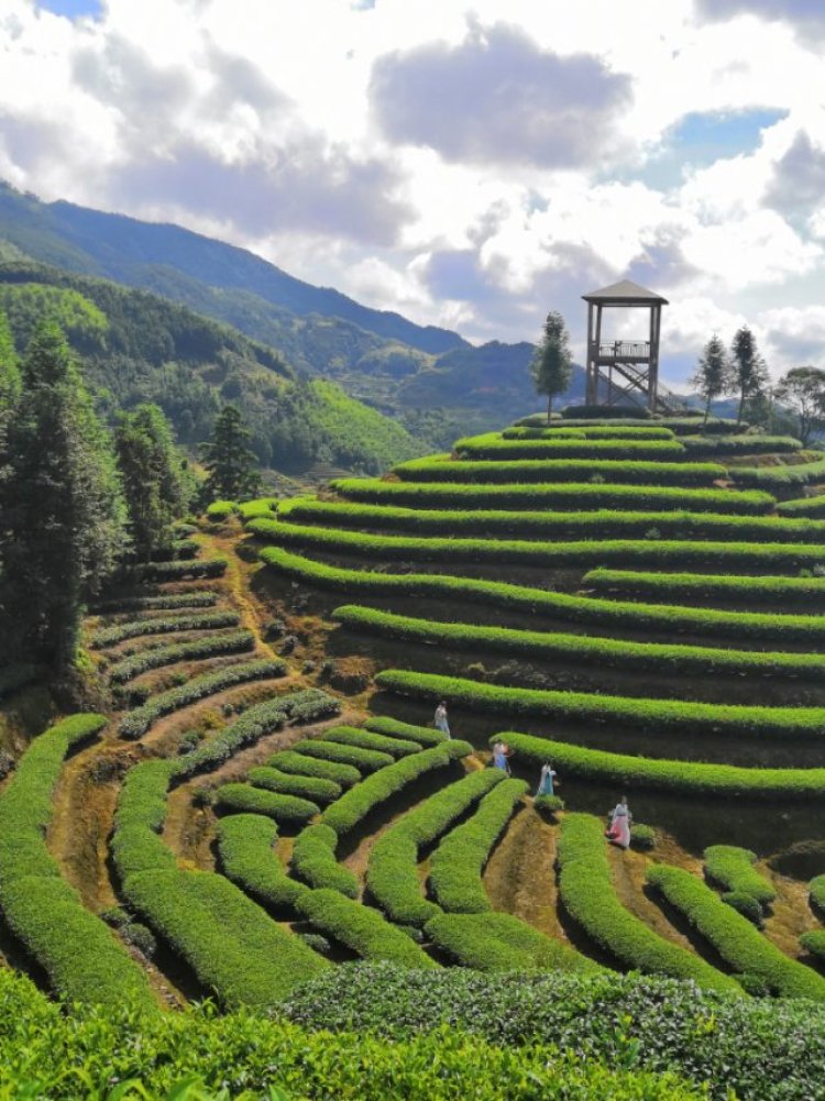 Teamo先生-福建省·宁德市·周宁县--万亩高山茶园,最美茶山就在这里,你想要什么样的视角来看都不是问题!除了空中飞人视角!