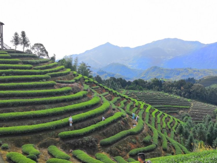 Teamo先生-福建省·宁德市·周宁县--万亩高山茶园,最美茶山就在这里,你想要什么样的视角来看都不是问题!除了空中飞人视角!