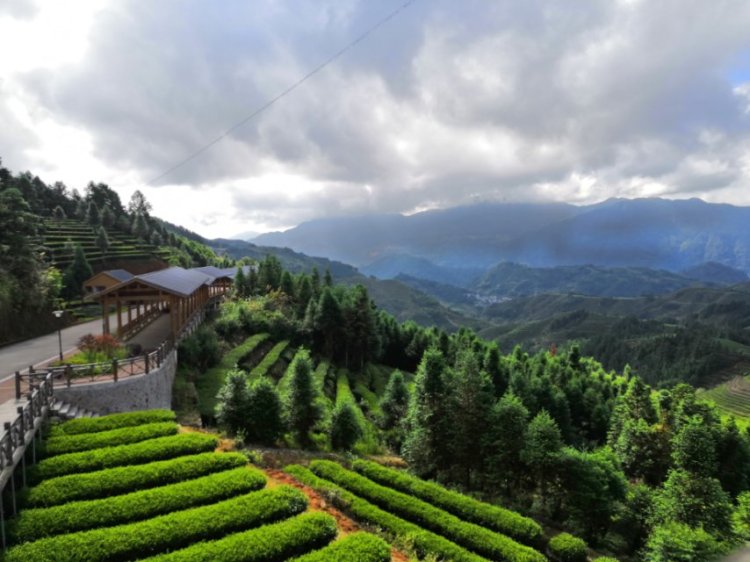 Teamo先生-福建省·宁德市·周宁县--万亩高山茶园，最美茶山就在这里，你想要什么样的视角来看都不是问题！除了空中飞人视角！
