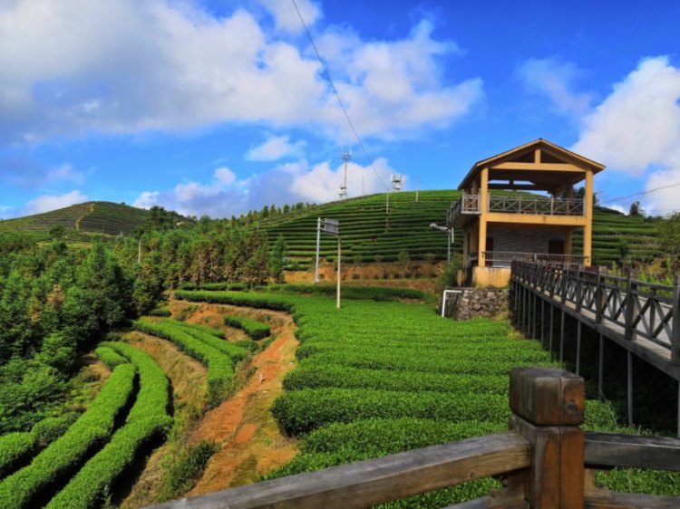 Teamo先生-福建省·宁德市·周宁县--万亩高山茶园,最美茶山就在这里,你想要什么样的视角来看都不是问题!除了空中飞人视角!