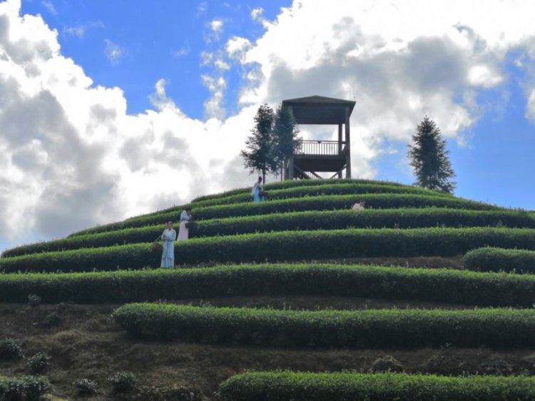 Teamo先生-福建省·宁德市·周宁县--万亩高山茶园,最美茶山就在这里,你想要什么样的视角来看都不是问题!除了空中飞人视角!